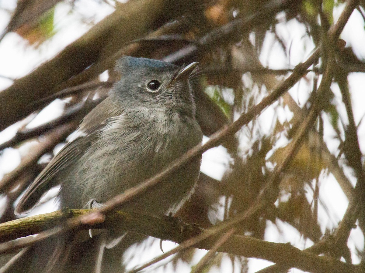 African Crested Flycatcher - Martha Miller