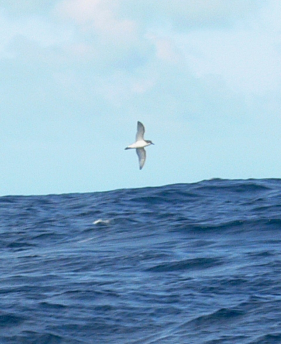 Antarctic Prion - ML226669031