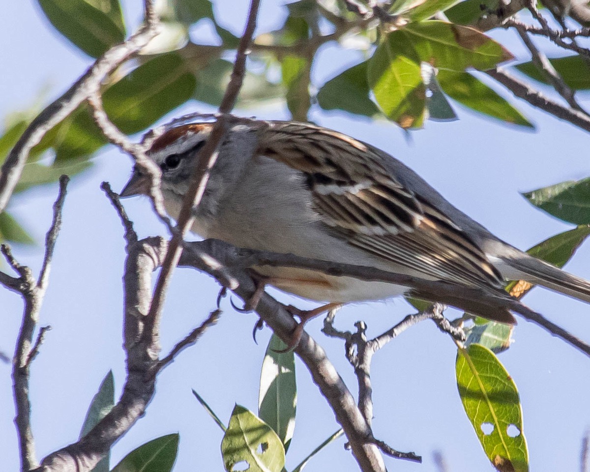 Chipping Sparrow - Craig Stephansen