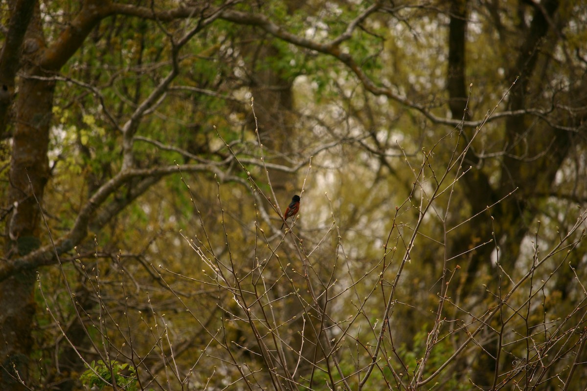 Orchard Oriole - ML226671431