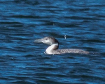 Common Loon - ML226672291