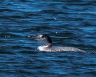 Common Loon - ML226672331