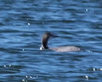 Common Loon - ML226672341