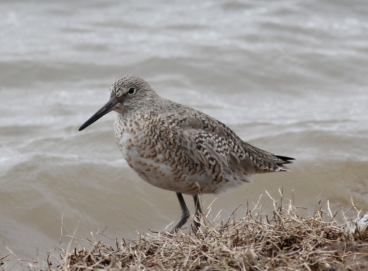 Willet - ML226674901