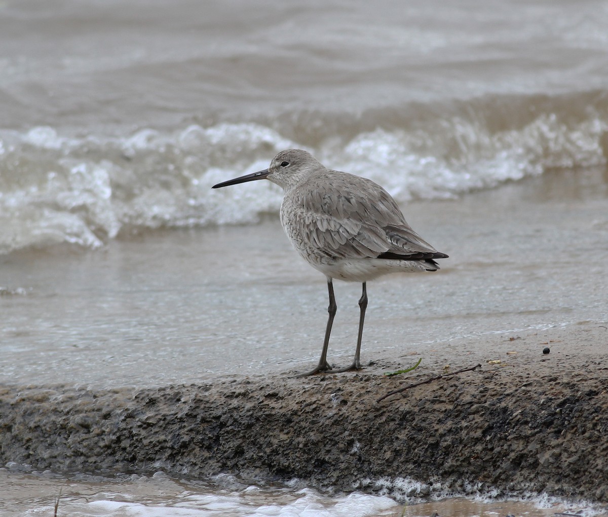 Willet - ML226675441