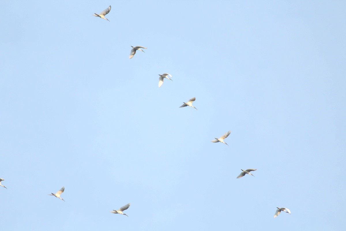 Black-headed Ibis - ML22667721