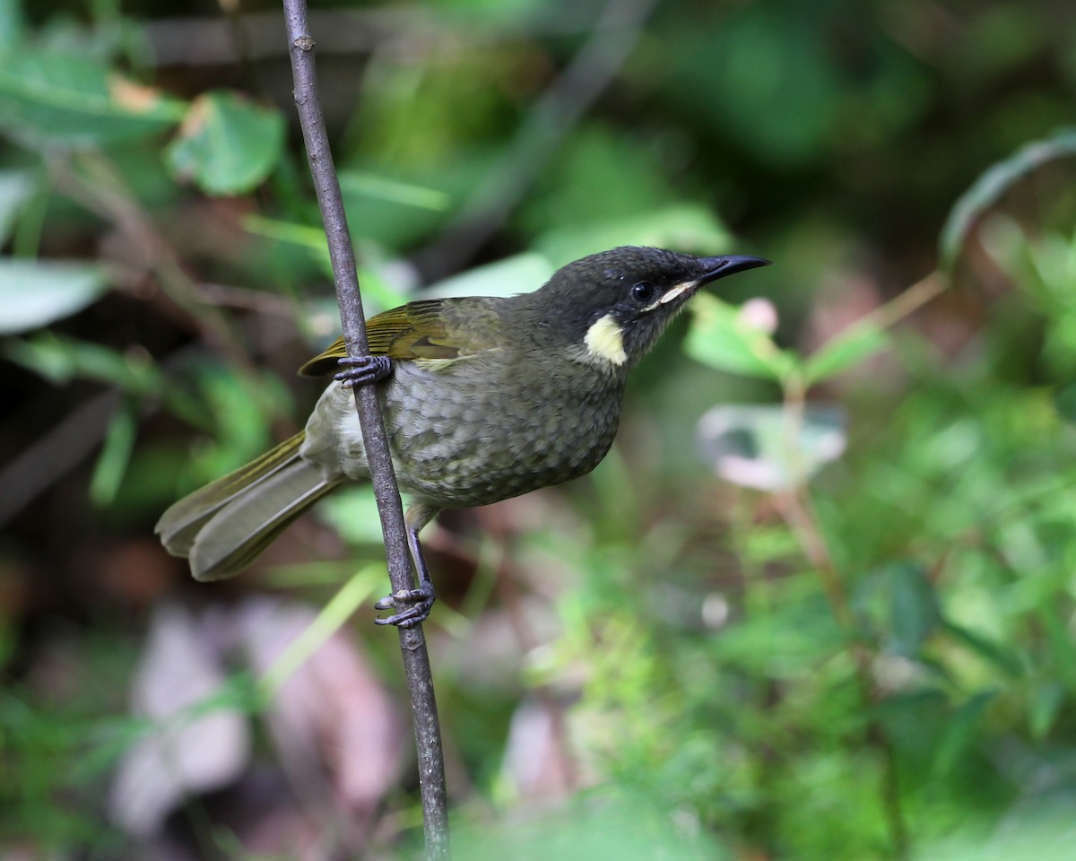 Lewin's Honeyeater - ML226677521