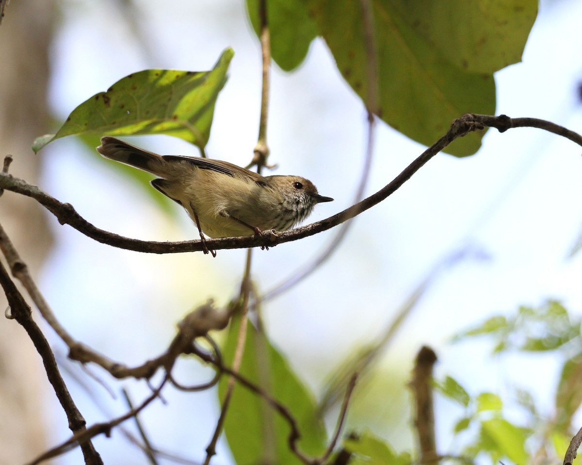 Brown Thornbill - ML226677641