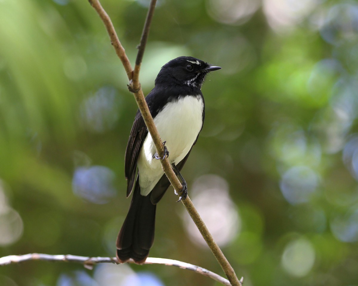Willie-wagtail - ML226677961