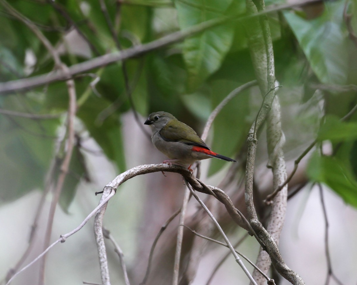 Red-browed Firetail - ML226678151