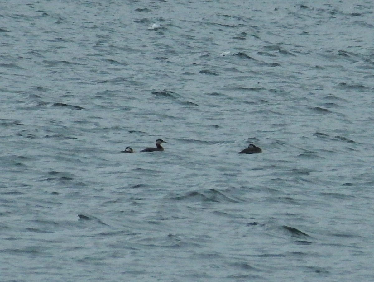 Red-necked Grebe - ML226678931