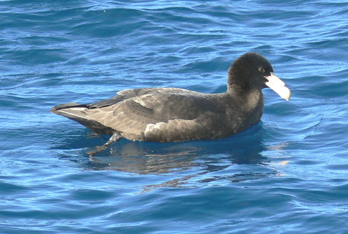 Southern Giant-Petrel - ML226679241