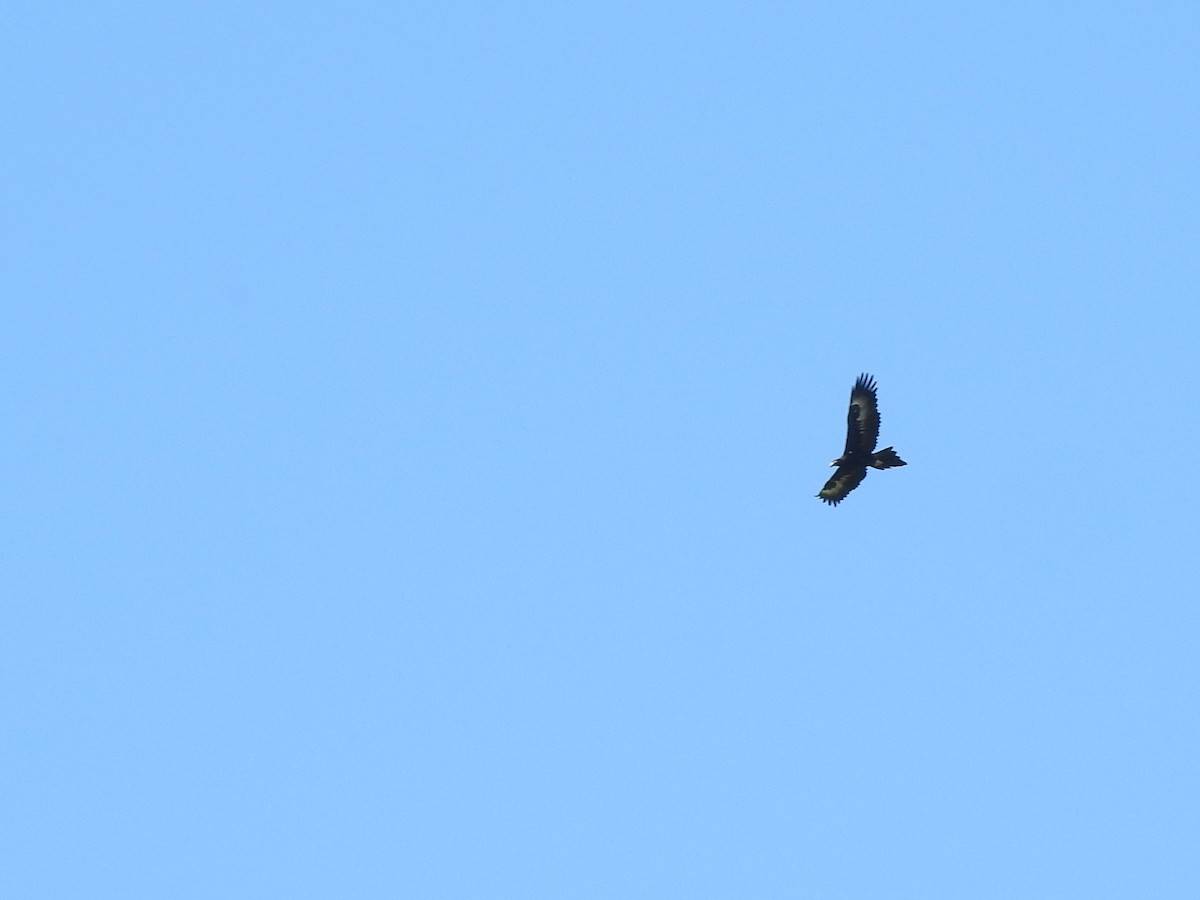 Wedge-tailed Eagle - ML226680561