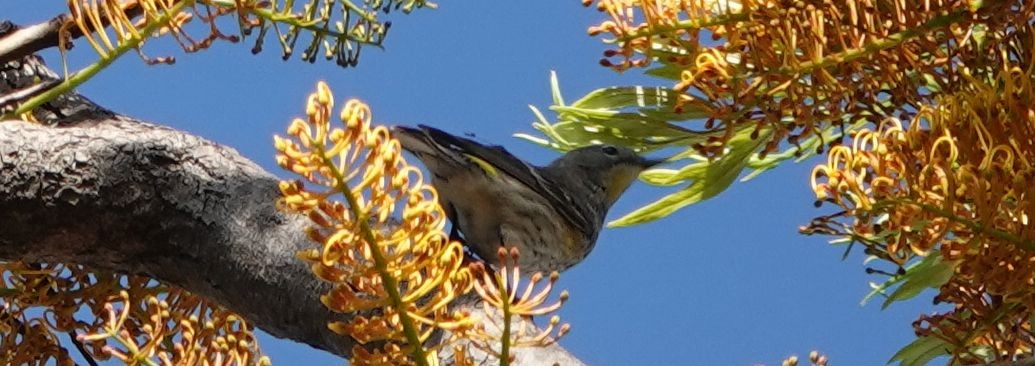 Yellow-rumped Warbler (Audubon's) - ML226680591