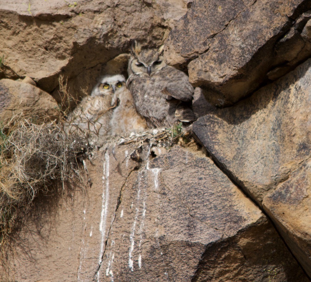 Great Horned Owl - ML226681301