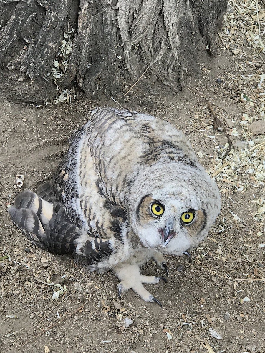 Great Horned Owl - ML226681321