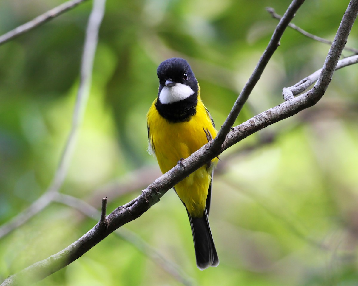 Golden Whistler - ML226682061