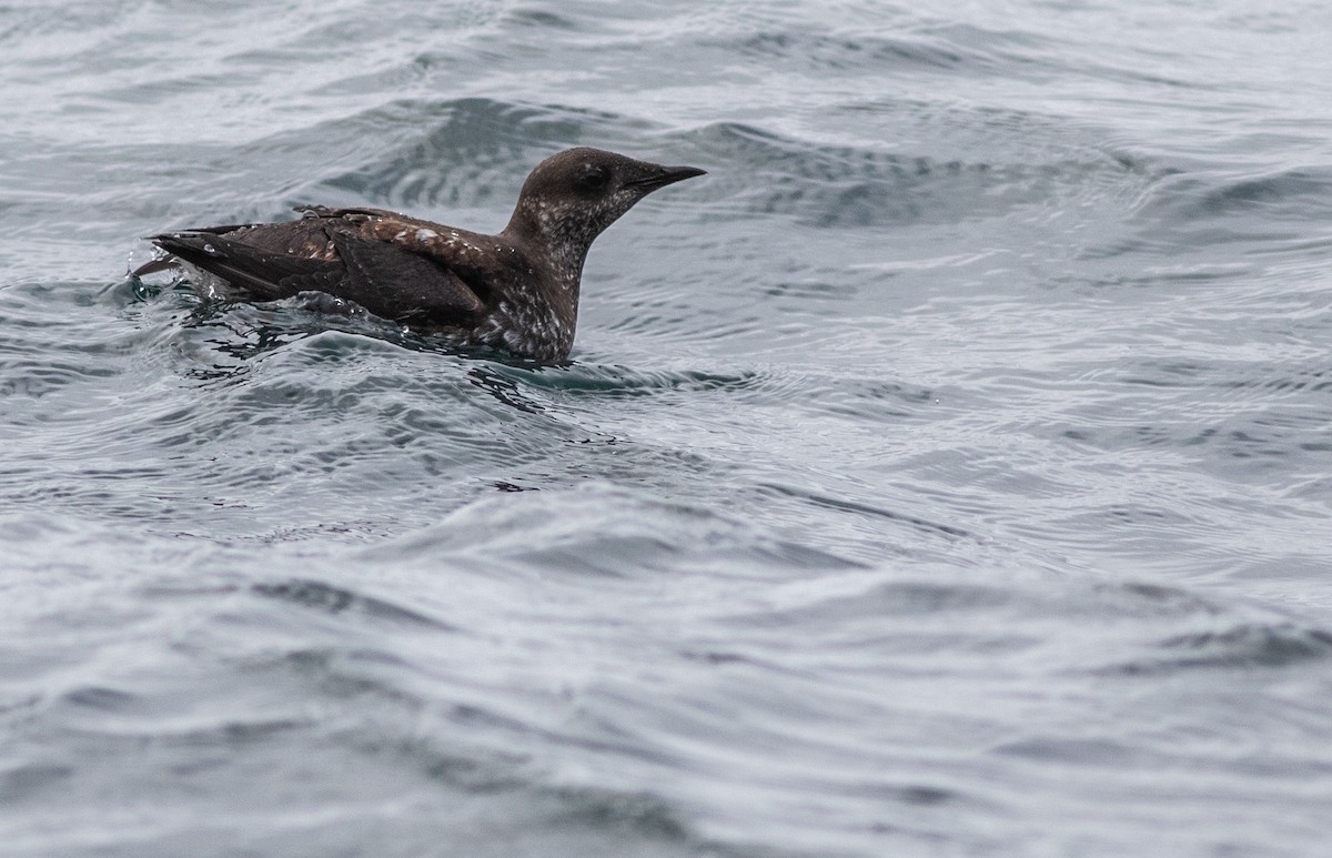 Marbled Murrelet - Joachim Bertrands | Ornis Birding Expeditions
