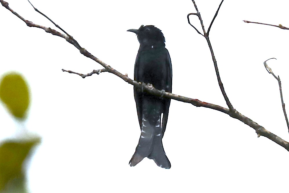 Fork-tailed/Square-tailed Drongo-Cuckoo - ML226685501