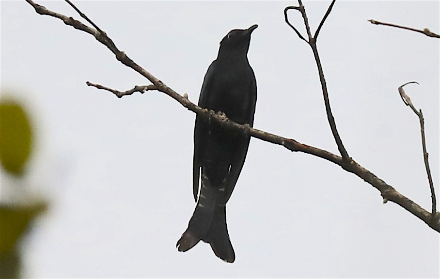 Fork-tailed/Square-tailed Drongo-Cuckoo - ML226685531