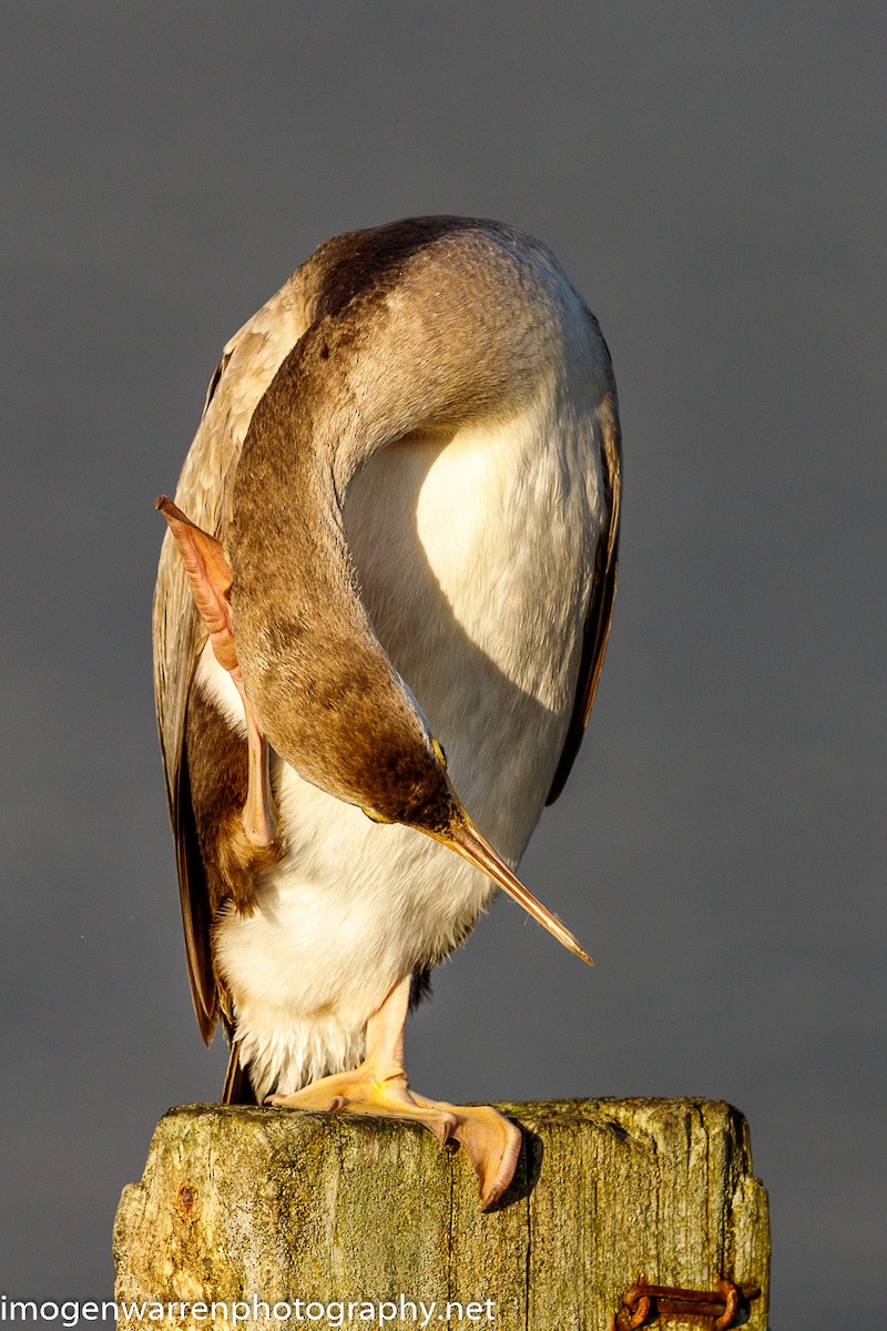 Spotted Shag - ML226686271