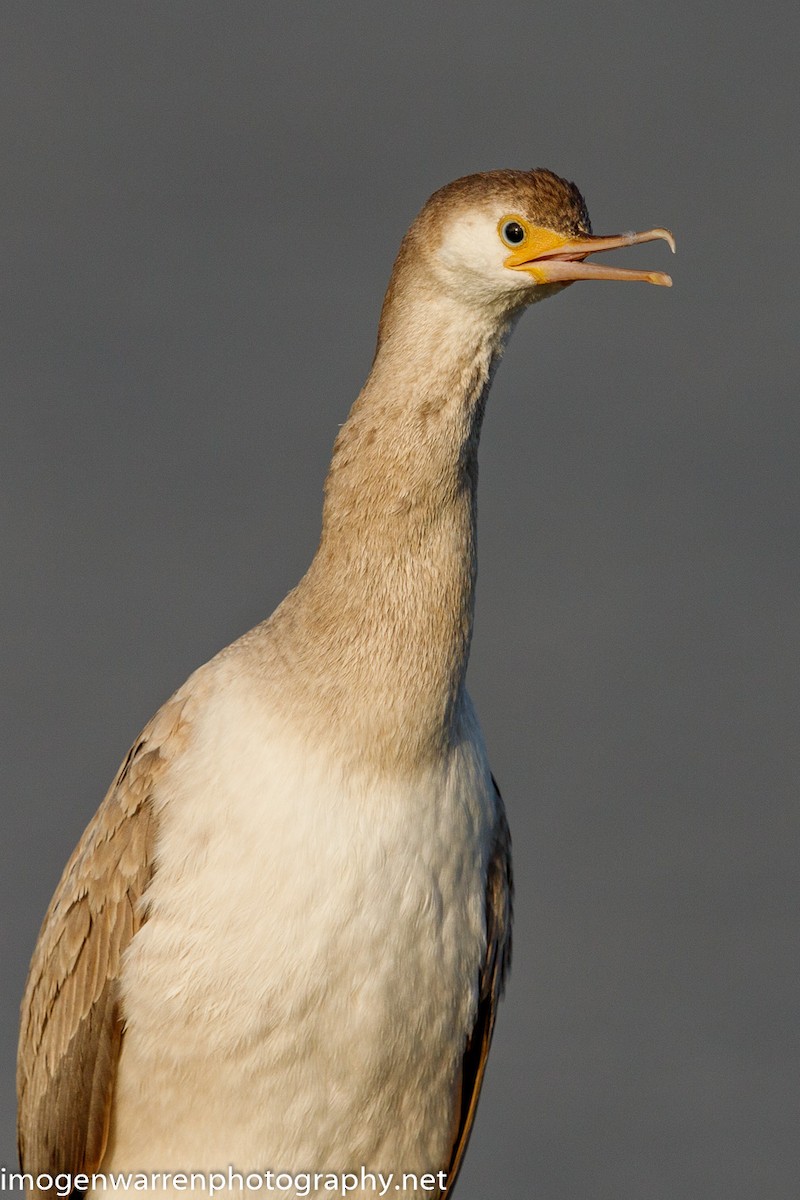 Spotted Shag - ML226686321