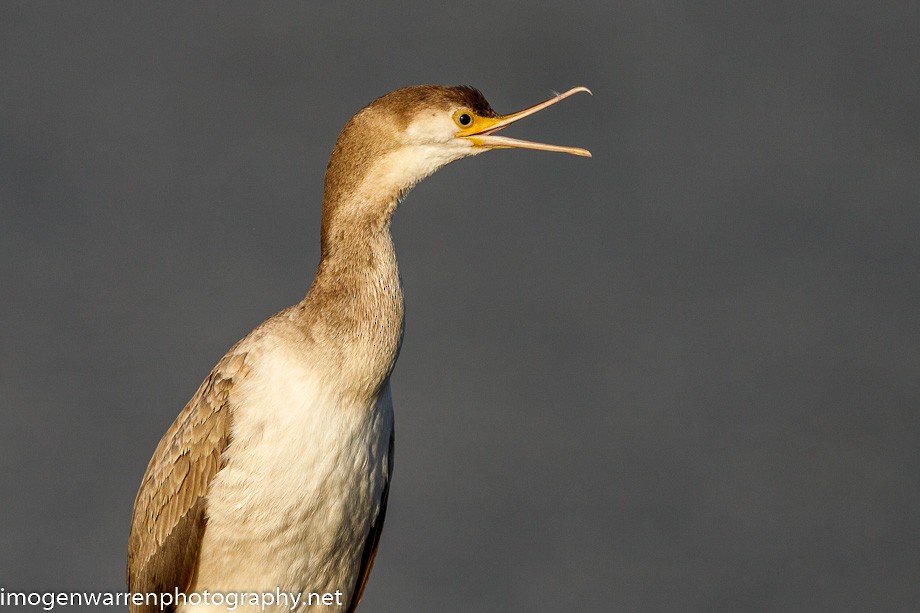 Spotted Shag - ML226686331