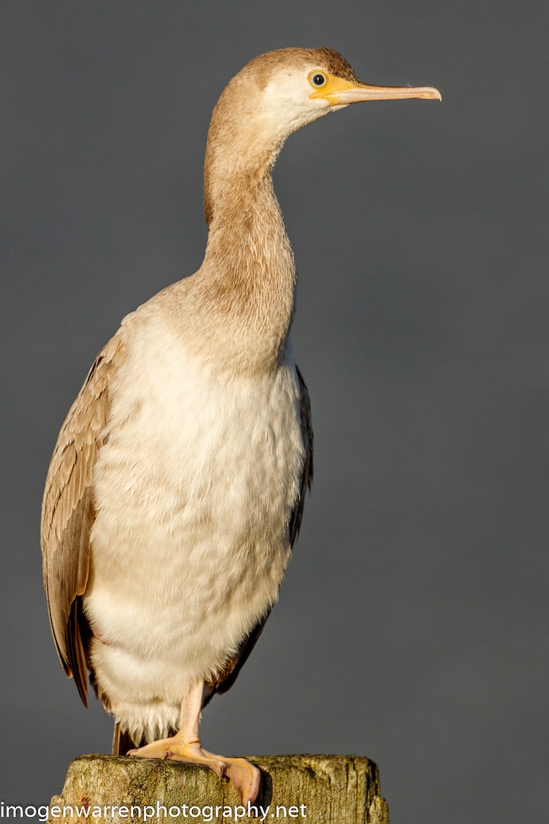 Spotted Shag - ML226686391