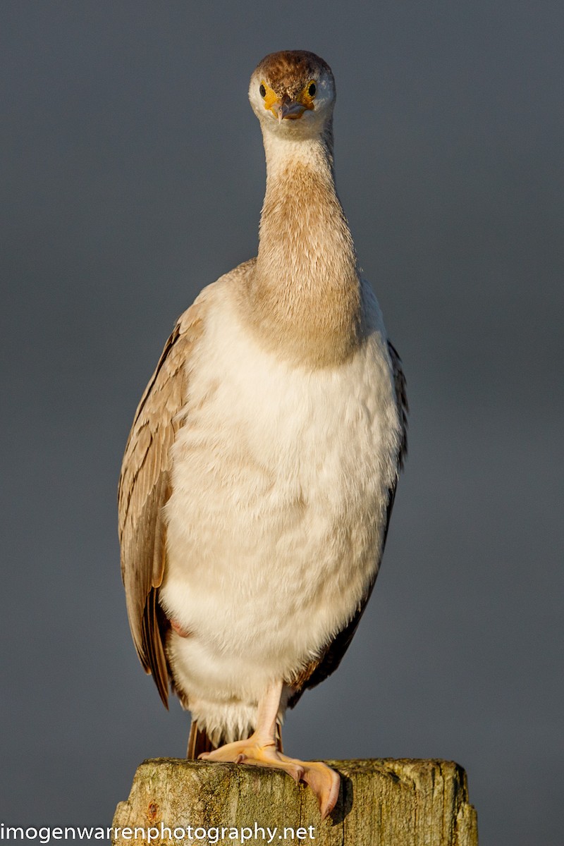 Spotted Shag - ML226686411