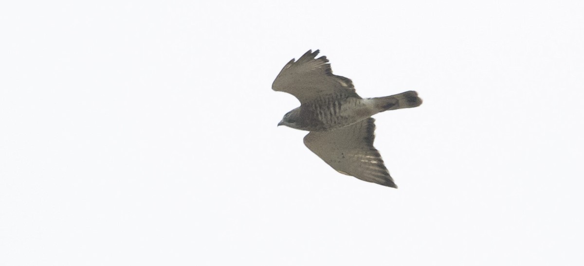 Broad-winged Hawk - ML226686451