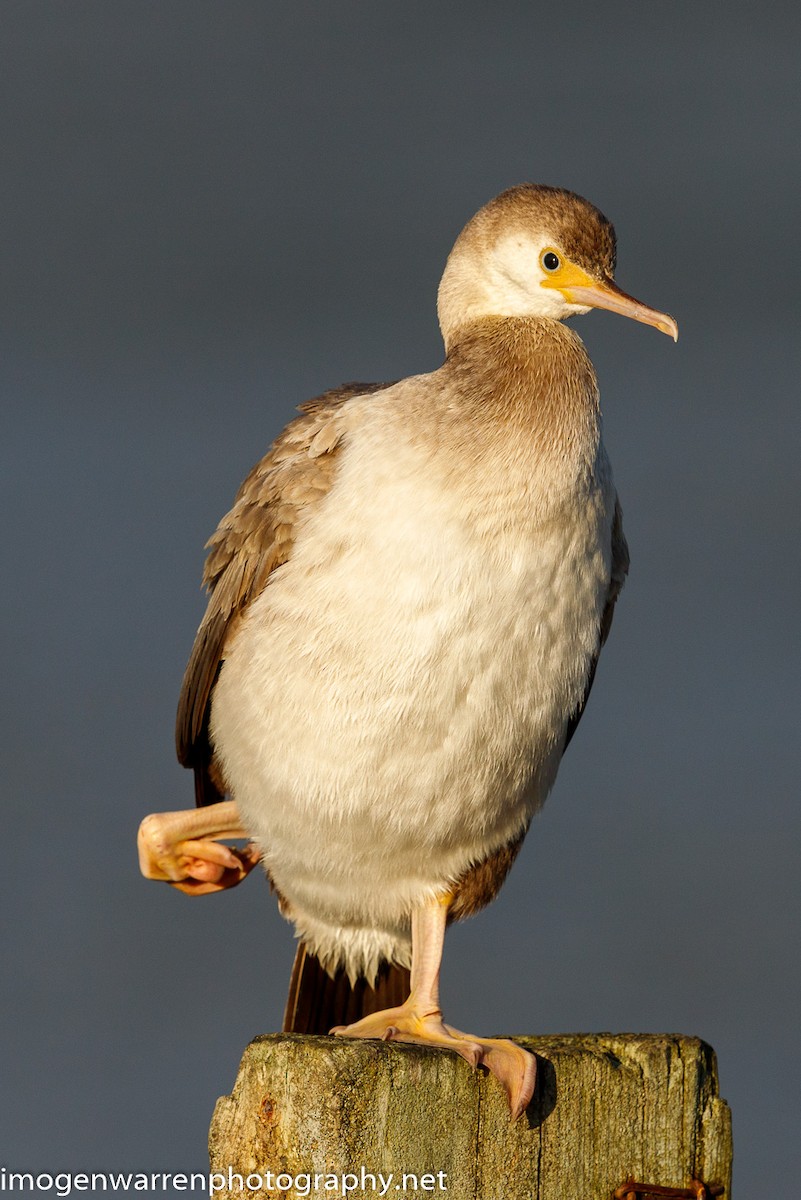 Spotted Shag - Imogen Warren