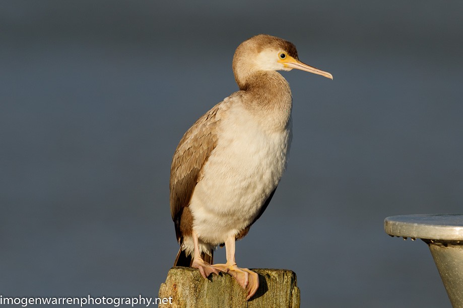 Spotted Shag - ML226686551