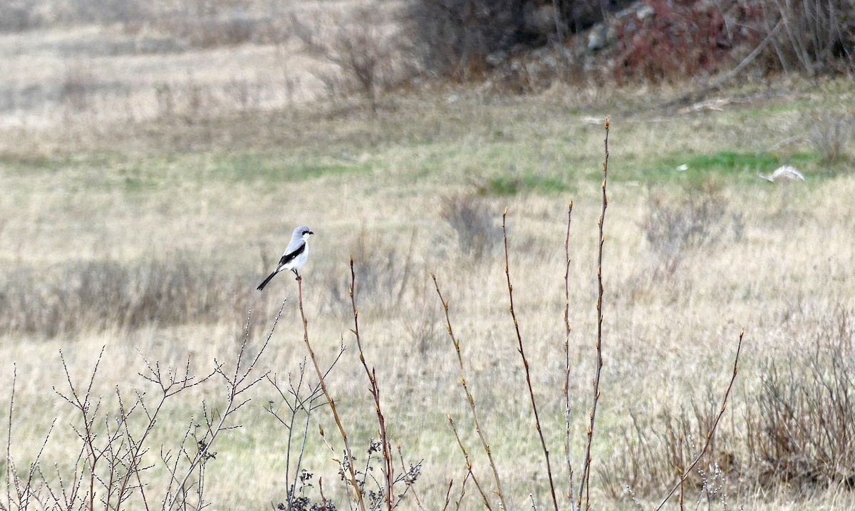 Northern Shrike - ML226687031