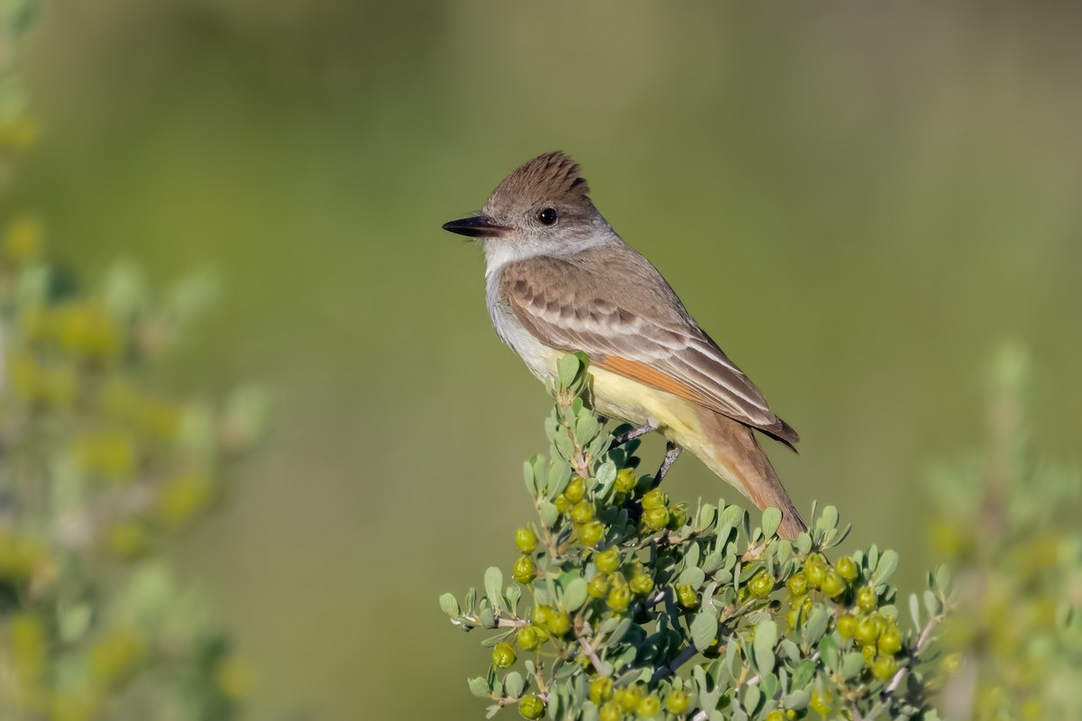 Ash-throated Flycatcher - ML226688741