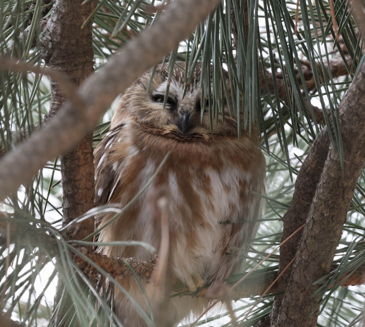 Northern Saw-whet Owl - Brad Murphy