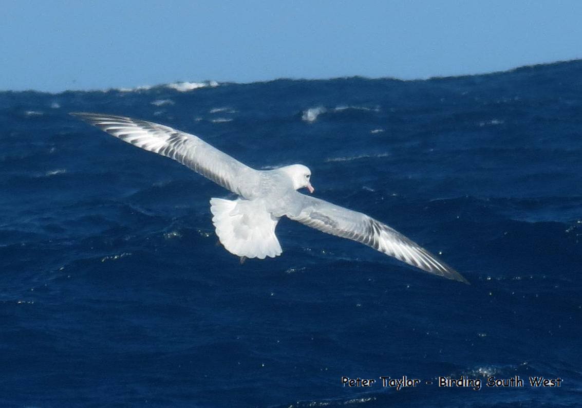 Southern Fulmar - ML226690831