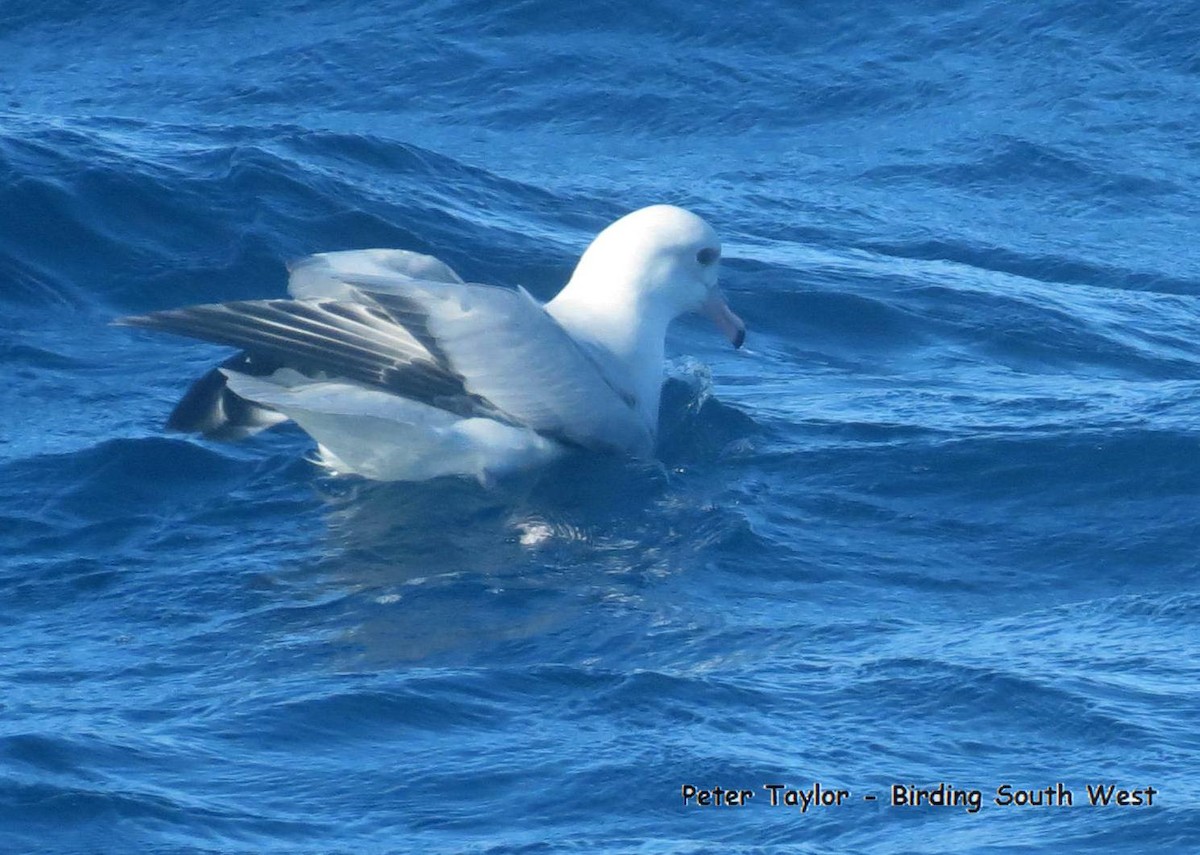 Fulmar argenté - ML226690841