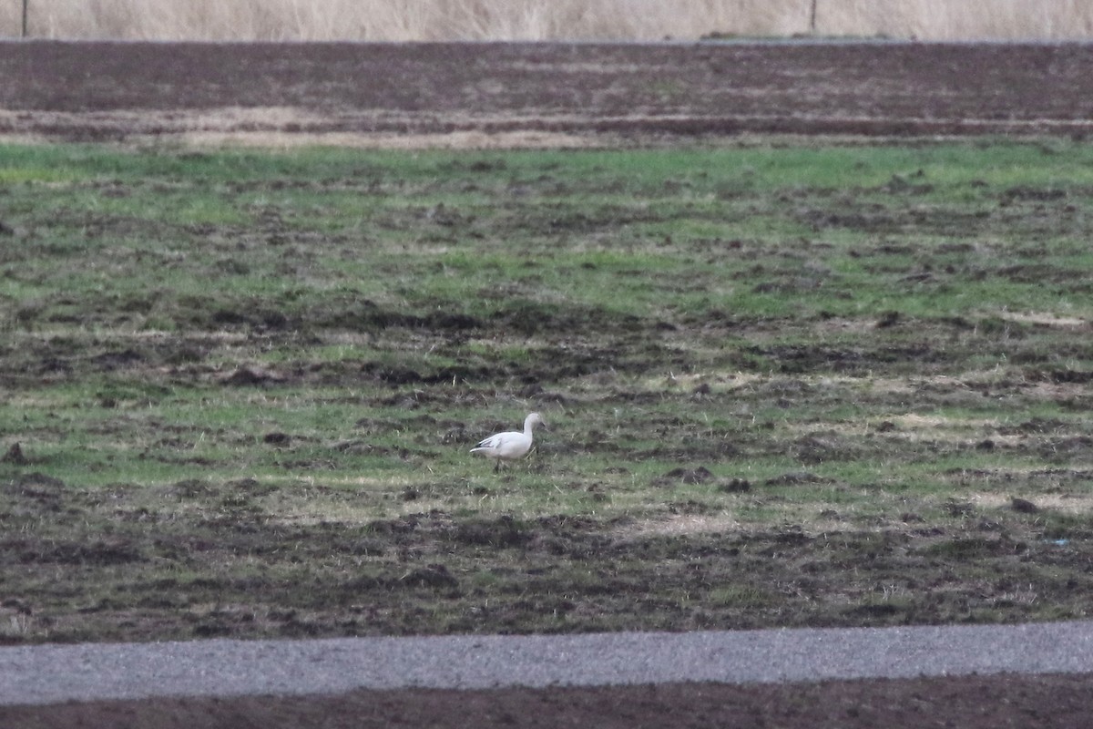 Snow Goose - Marlene Cashen