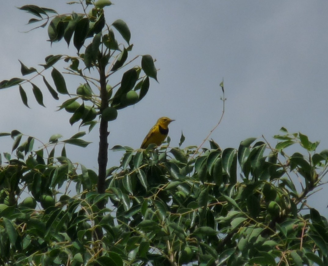 Pipit doré - ML226693221