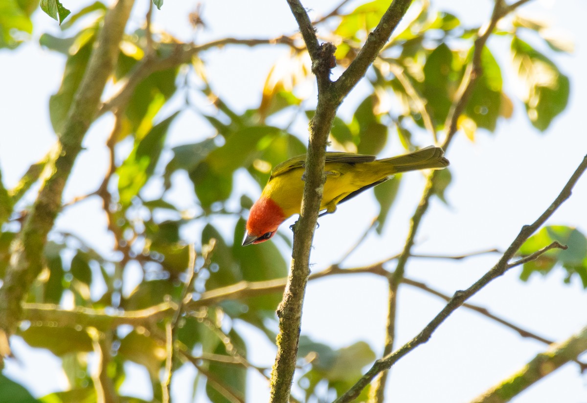 Red-headed Tanager - Alex Luna