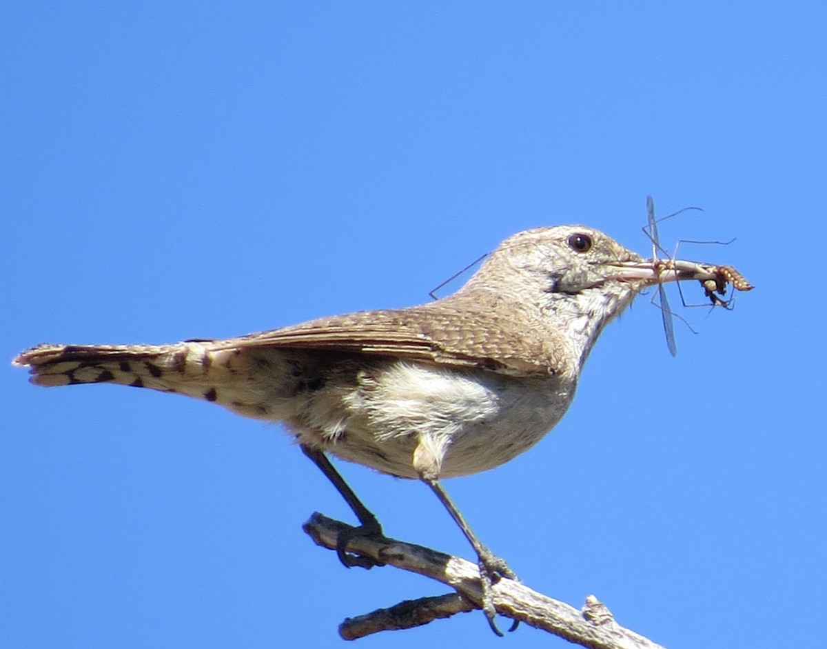 Rock Wren - ML226693621