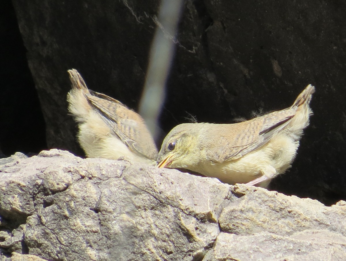 Rock Wren - ML226693681