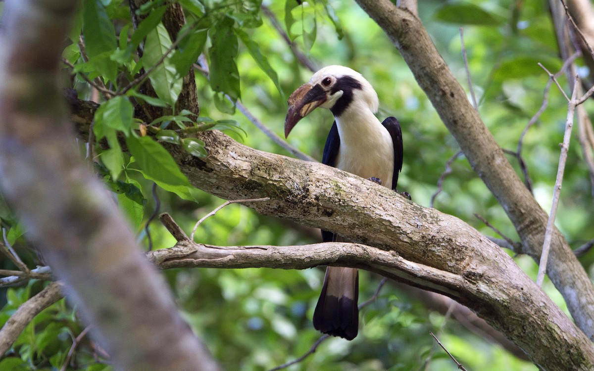 Mindanao Hornbill - Thierry NOGARO