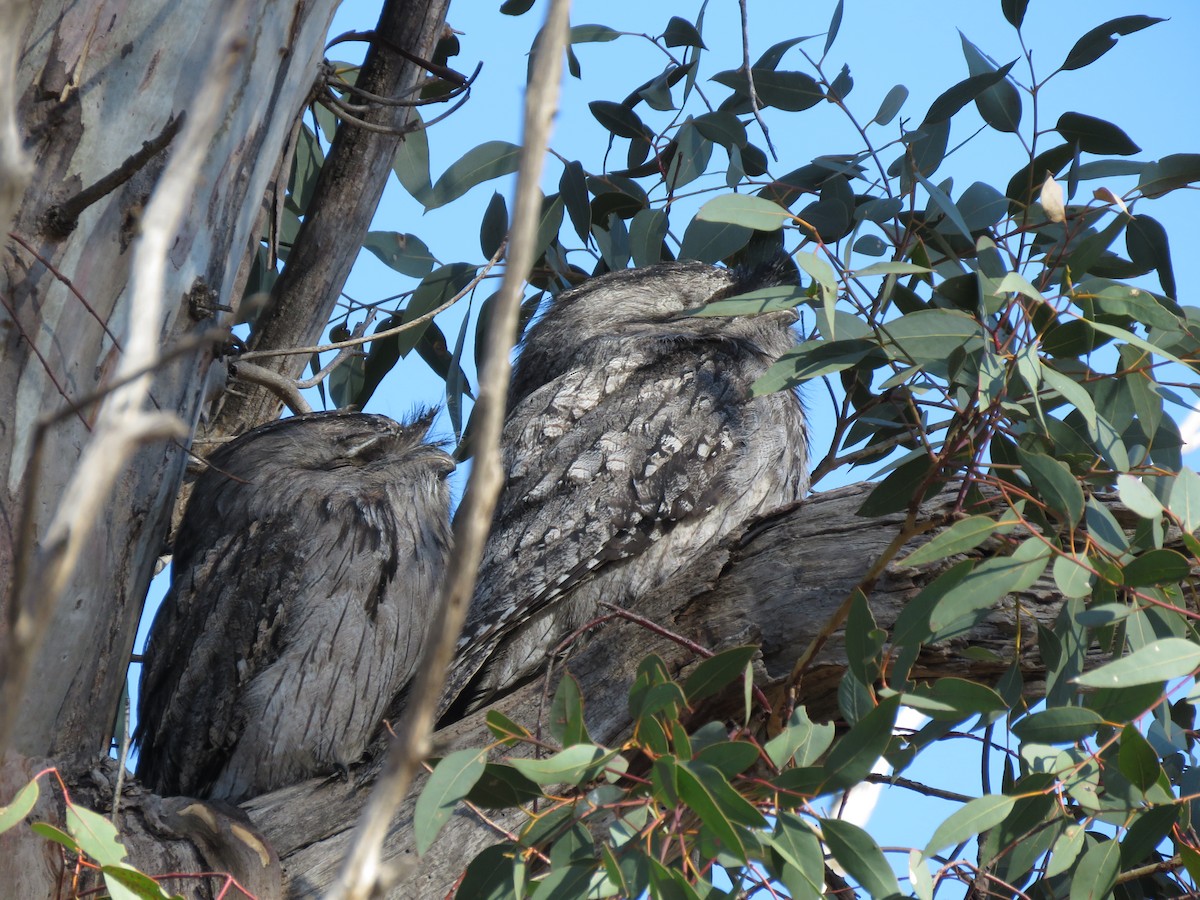 Tawny Frogmouth - ML226693941