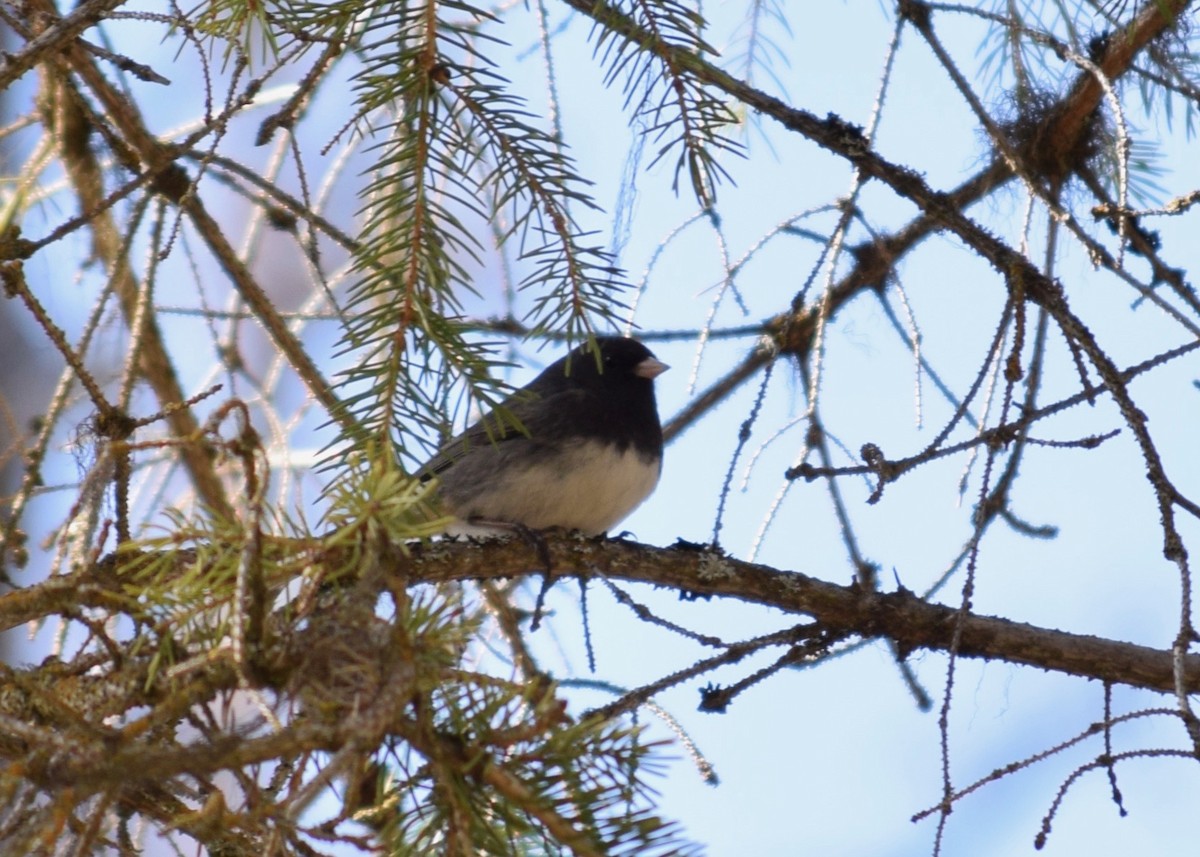 Junco Ojioscuro (cismontanus) - ML226694471