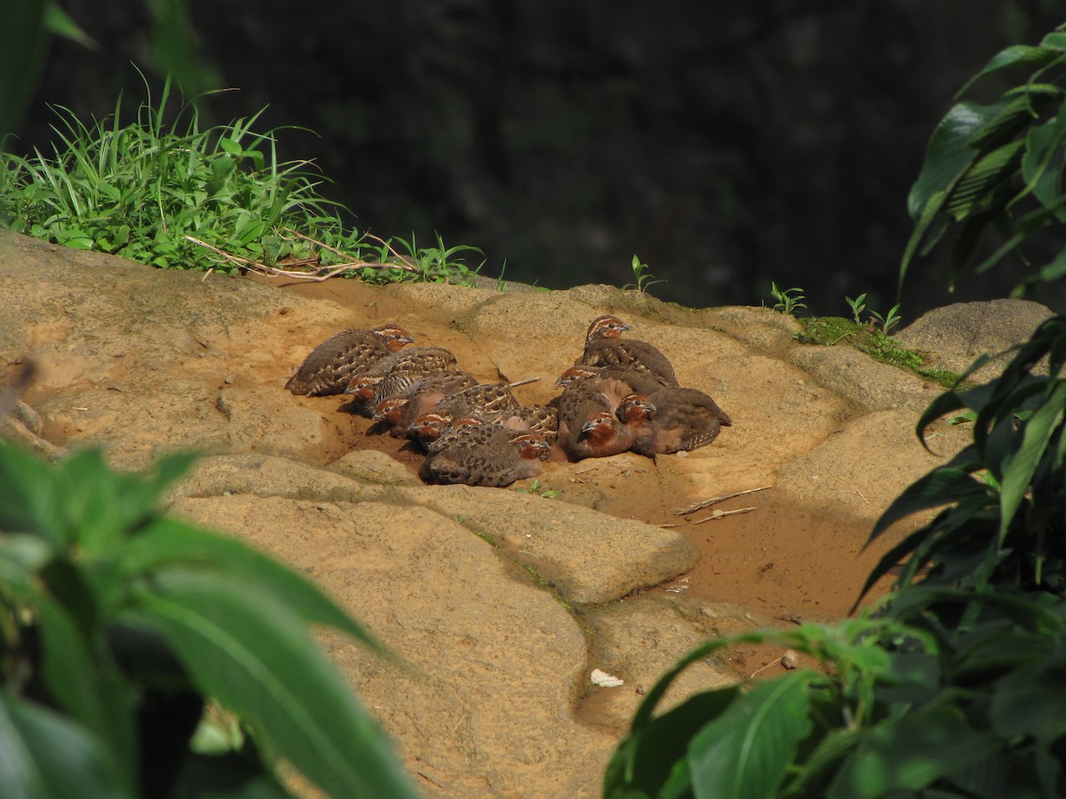 Jungle Bush-Quail - ML226694651