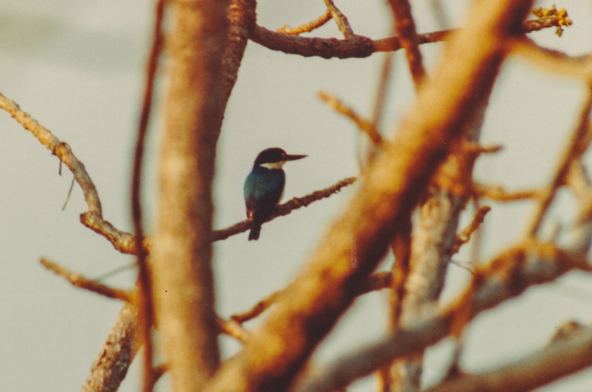 Forest Kingfisher - ML226695191