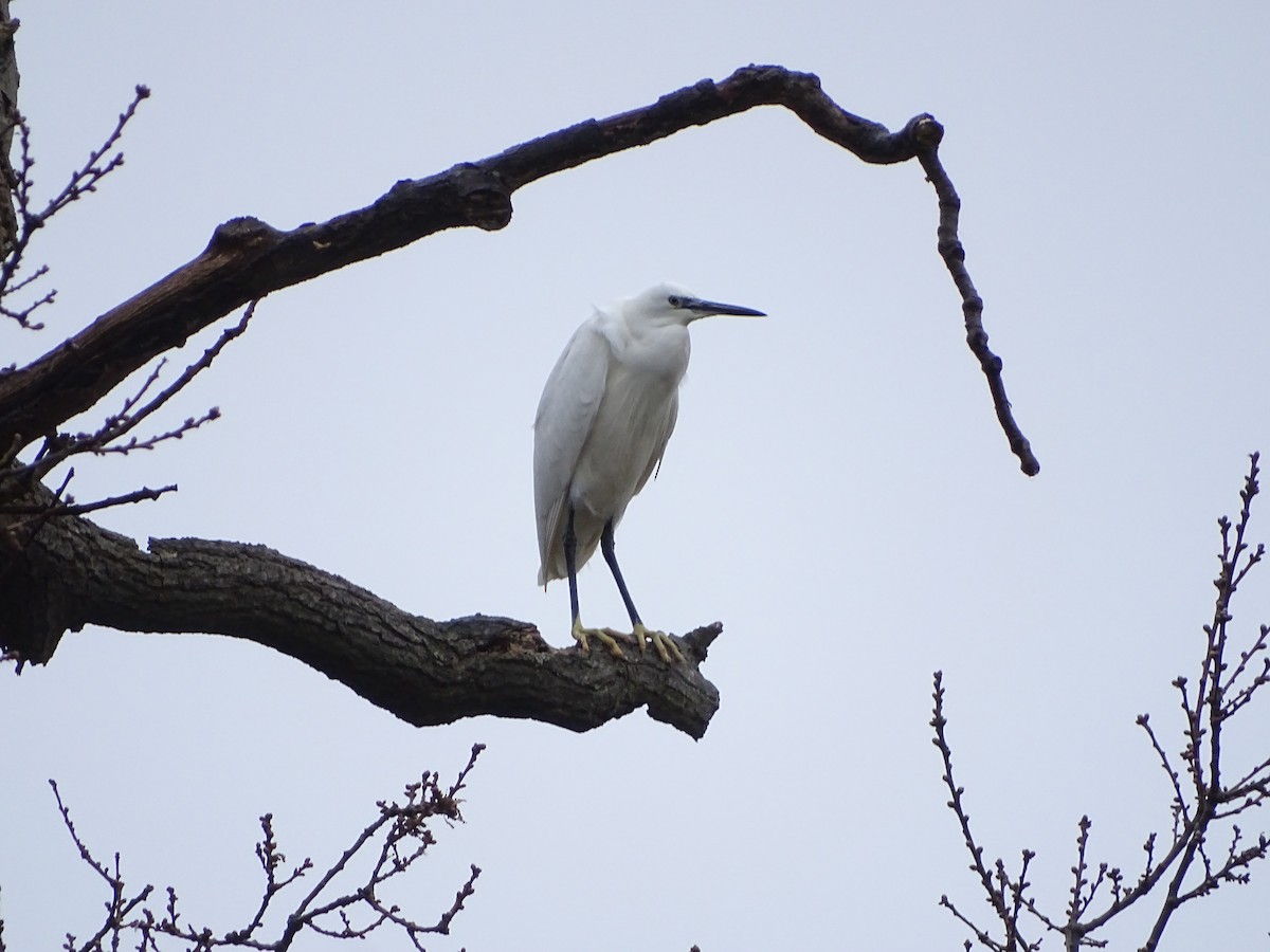 Little Egret - ML22669781
