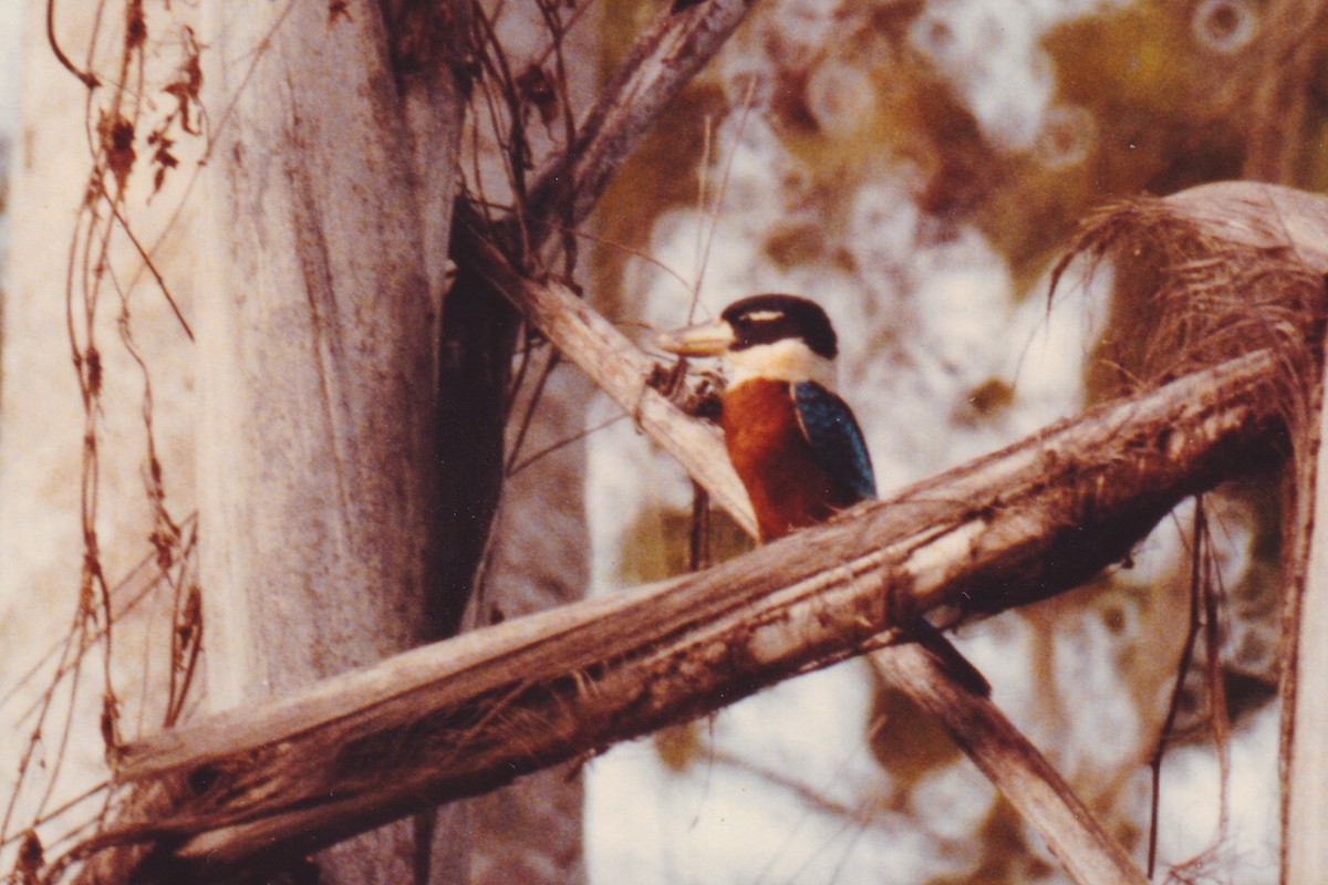 Rufous-bellied Kookaburra - ML226697991