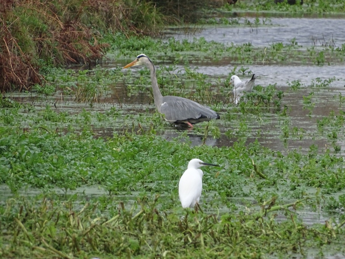 Little Egret - ML22669831